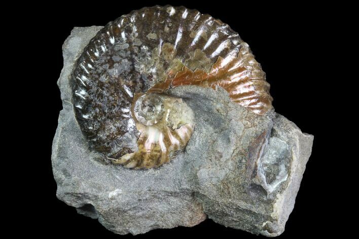 Iridescent Hoploscaphites Ammonite - South Dakota #86203